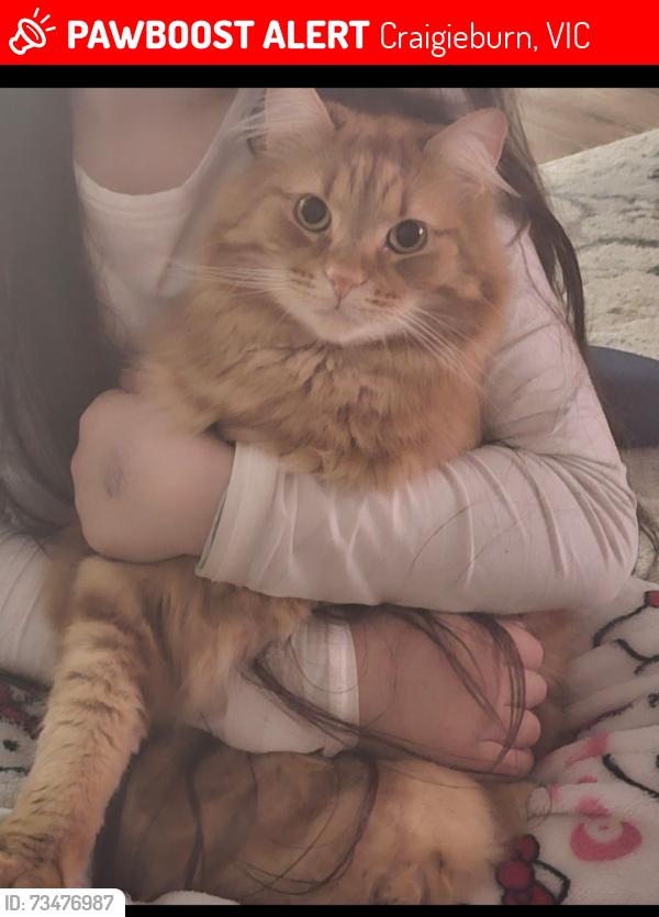 Lost Male Cat last seen Grand blvd, Craigieburn, VIC 3064