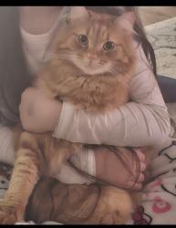 Lost Male Cat last seen Grand blvd, Craigieburn, VIC 3064