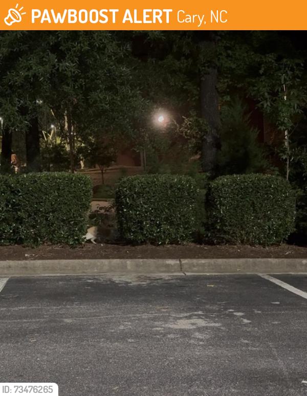 Found/Stray Unknown Cat last seen Aldi and Walgreens between Sudbury Dr and Grande Summit PL., Cary, NC 27513
