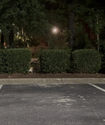Found/Stray Unknown Cat last seen Aldi and Walgreens between Sudbury Dr and Grande Summit PL., Cary, NC 27513