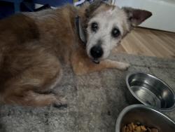 Reunited Unknown Dog last seen moriches and birch hollow, Shirley, NY 11967