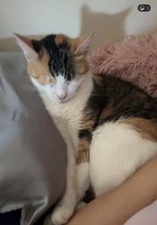 Lost Female Cat last seen 50th and 6th nw, Seattle, WA 98107