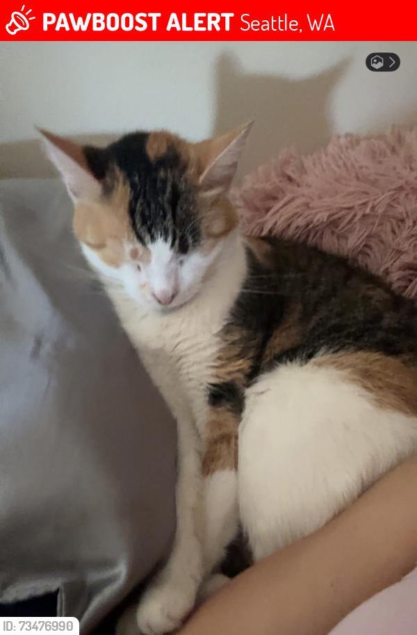 Lost Female Cat last seen 50th and 6th nw, Seattle, WA 98107