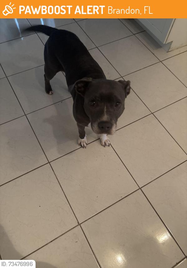 Found/Stray Female Dog last seen Dewbloom, lithia Pinecrest, Brandon, FL 33511