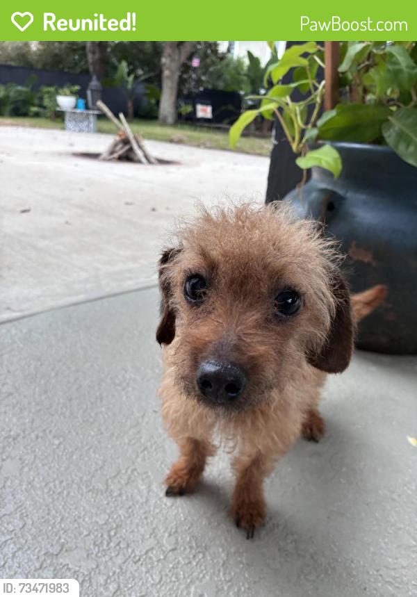 Reunited Female Dog last seen Providence blvd, Polk County, FL 33837