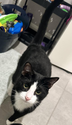 Reunited Male Cat last seen White Rock Dr., San Antonio, TX 78245
