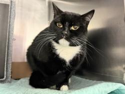 Shelter Stray Unknown Cat last seen Apt 2R,658 E 227th Street, BRONX, NY, 10466, 326 E 110th St, New York, NY 10029, USA