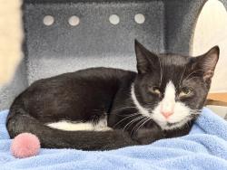 Shelter Stray Unknown Cat last seen Near Cromwell, BRONX, NY, 10452, 326 E 110th St, New York, NY 10029, USA
