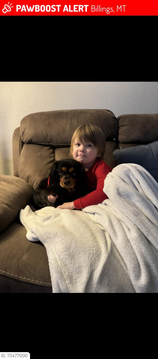 Lost Male Dog last seen Central and Shiloh, Billings, MT 59102