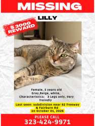 Lost Female Cat last seen Near freeway & Fairburn, Douglasville, GA 30135