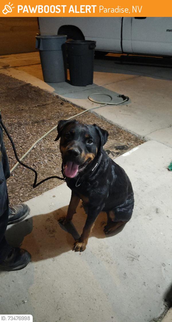 Found/Stray Male Dog last seen Hacienda and mountain vista, Paradise, NV 89120