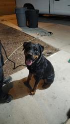 Found/Stray Male Dog last seen Hacienda and mountain vista, Paradise, NV 89120