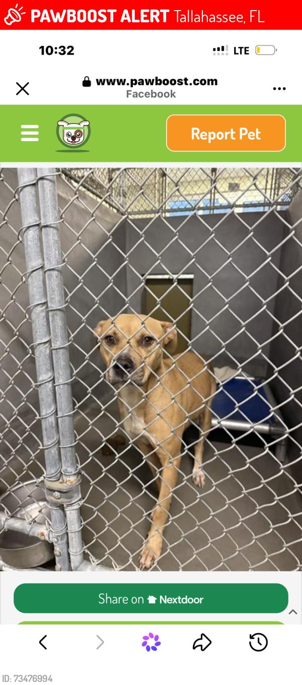 Lost Female Dog last seen Alabama street, Tallahassee, FL 32304