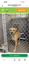 Lost Female Dog last seen Alabama street, Tallahassee, FL 32304