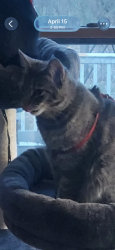 Lost Female Cat last seen Sears Rd and CrossRd, Horton, MI 49246
