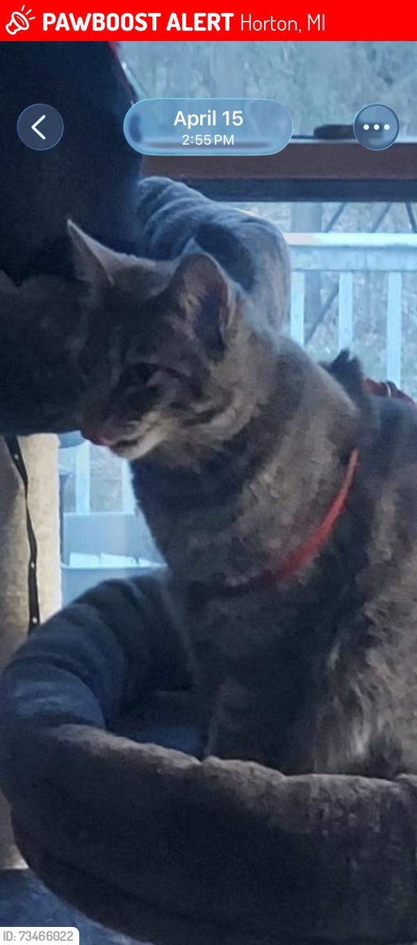 Lost Female Cat last seen Sears Rd and CrossRd, Horton, MI 49246