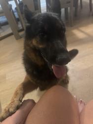 Reunited Unknown Dog last seen Pinehill Lane and Virginia Terrace, Santa Paula, CA 93060