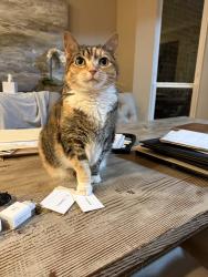 Lost Female Cat last seen Yorkdale Drive & Winston Drive @ Windhaven Pkwy., Plano, TX 75093