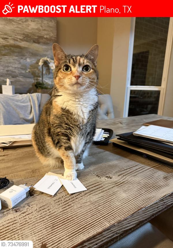Lost Female Cat last seen Yorkdale Drive & Winston Drive @ Windhaven Pkwy., Plano, TX 75093