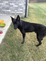 Found/Stray Male Dog last seen Parker and Josey, Carrollton, TX 75010