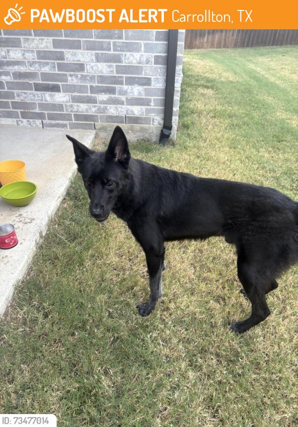 Found/Stray Male Dog last seen Parker and Josey, Carrollton, TX 75010
