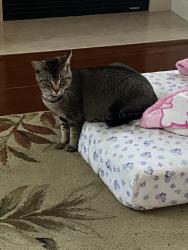 Reunited Male Cat last seen FOOD LION, Charlotte, NC 28269