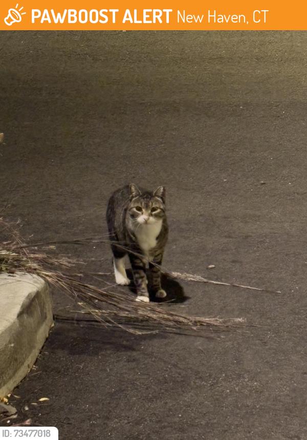 Found/Stray Unknown Cat last seen Near the subway and Papa John’s, New Haven, CT 06511