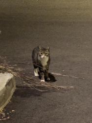 Found/Stray Unknown Cat last seen Near the subway and Papa John’s, New Haven, CT 06511