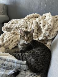 Reunited Male Cat last seen hunsberger, Grand Rapids, MI 49525
