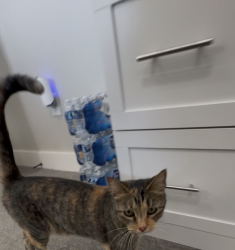 Reunited Unknown Cat last seen Bowles Drive & Stan Schlueter, Killeen, TX 76549