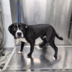 Shelter Stray Male Dog last seen , 244 Georgetown Rd, Jacksonville, NC 28540, USA