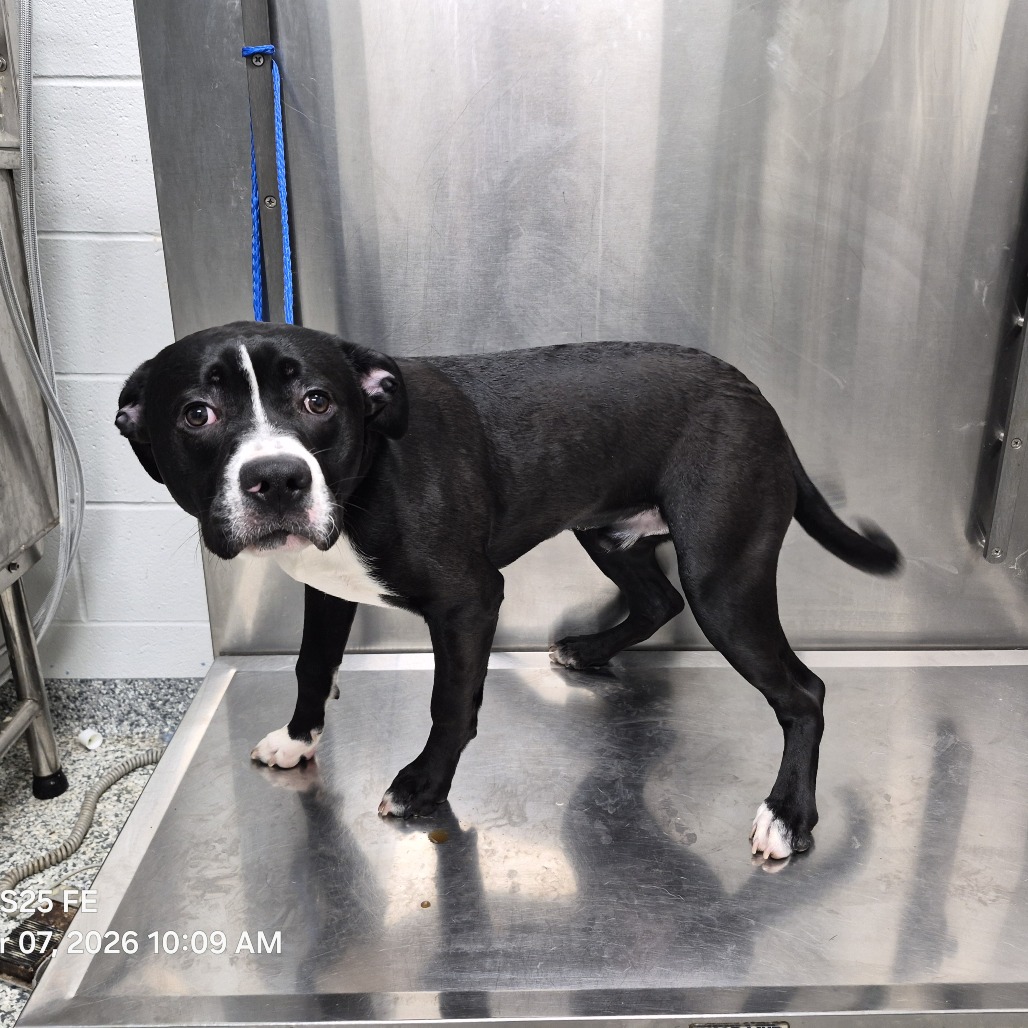 Shelter Stray Male Dog last seen , 244 Georgetown Rd, Jacksonville, NC 28540, USA