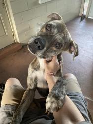 Reunited Male Dog last seen Marvel Ave, behind Astronaut High School, Titusville, FL 32796