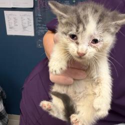 Shelter Stray Unknown Cat last seen , 1244 N Delsea Dr, Vineland, NJ 08360, USA