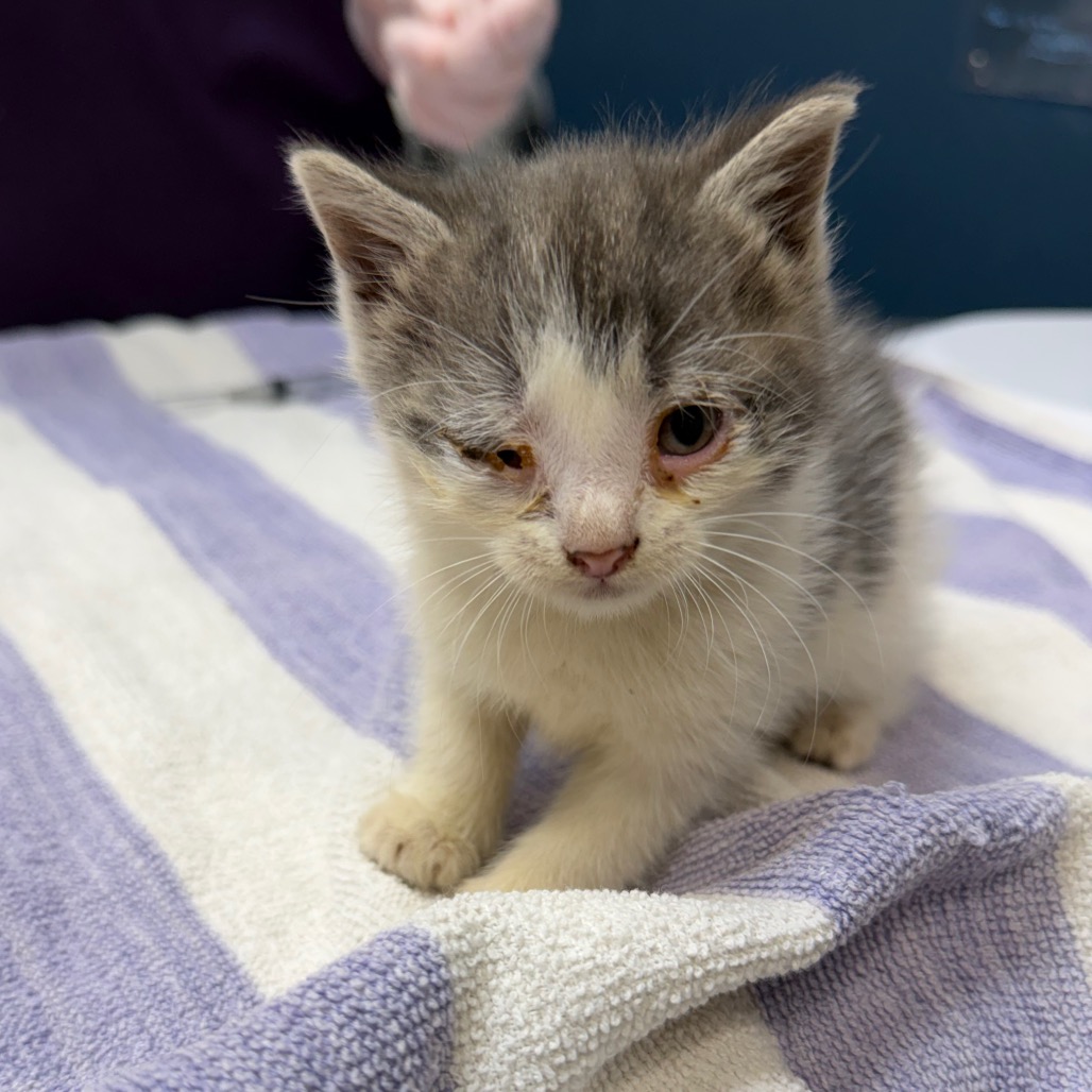 Shelter Stray Female Cat last seen , 1244 N Delsea Dr, Vineland, NJ 08360, USA