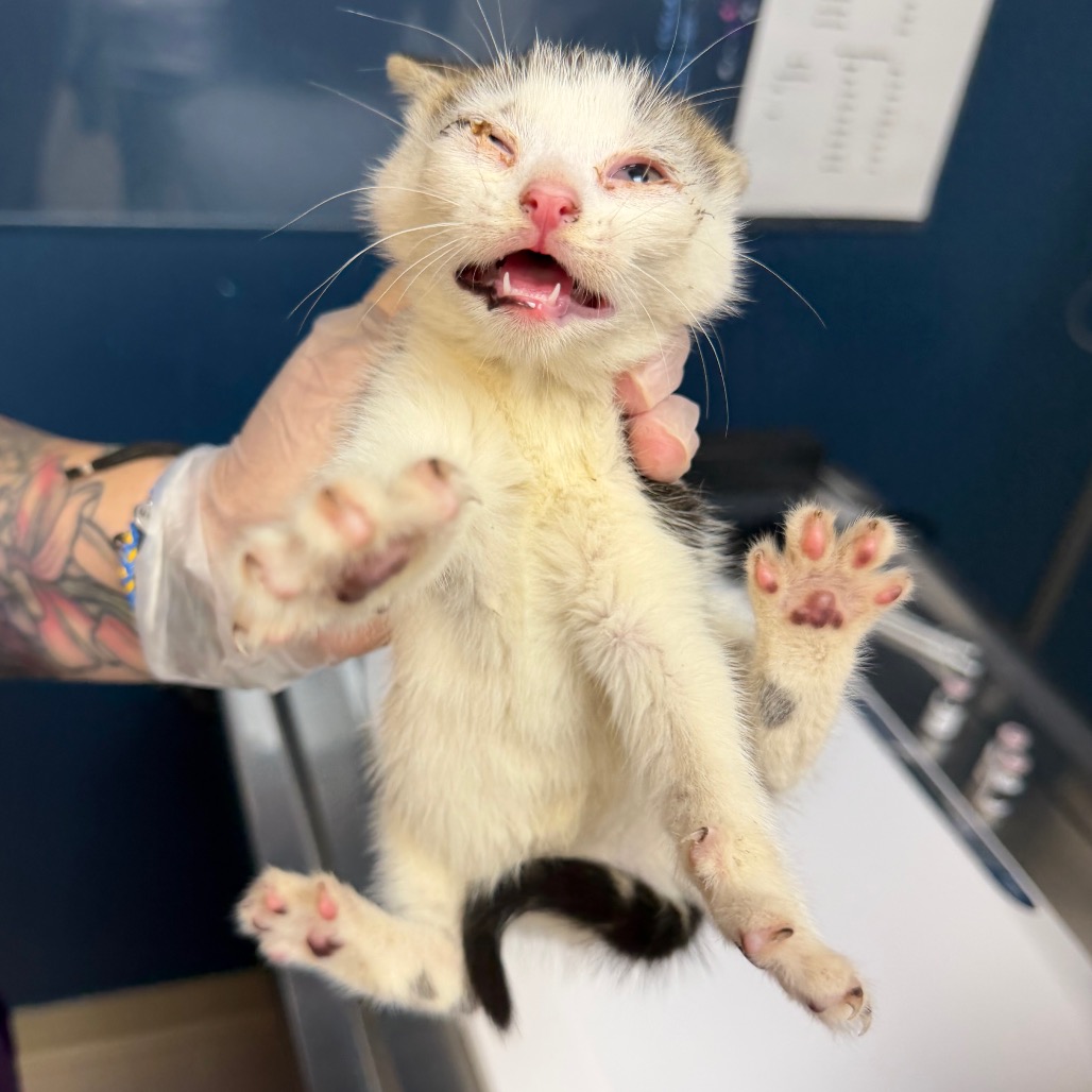 Shelter Stray Unknown Cat last seen , 1244 N Delsea Dr, Vineland, NJ 08360, USA