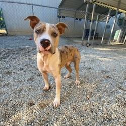 Shelter Stray Male Dog last seen , 328 Furman Hall Rd, Greenville, SC 29609, USA