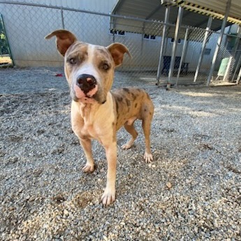 Shelter Stray Male Dog last seen , 328 Furman Hall Rd, Greenville, SC 29609, USA