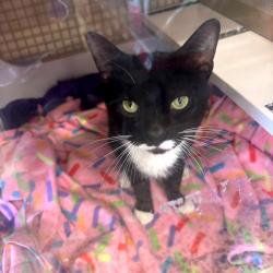 Shelter Stray Male Cat last seen , Animal Care & Control Team of Philly, 111 W Hunting Park Ave, Philadelphia, PA 19140, USA