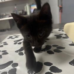 Shelter Stray Female Cat last seen , 328 Furman Hall Rd, Greenville, SC 29609, USA