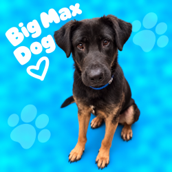 Shelter Stray Male Dog last seen , 2350 Appling City Cove, Memphis, TN 38133, USA