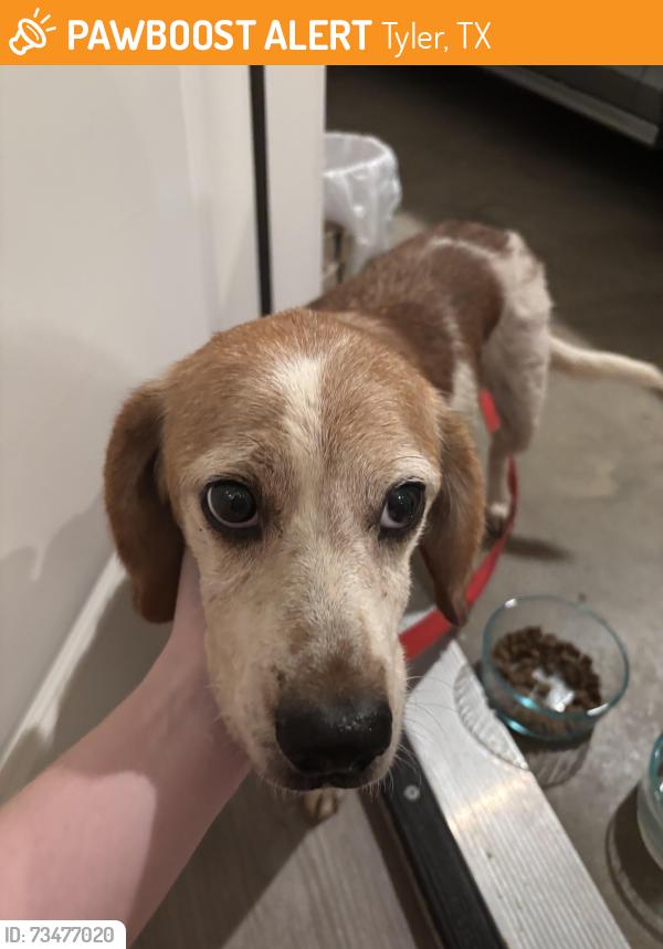 Found/Stray Male Dog last seen Huntingtower Duplex near UT Tyler, Tyler, TX 75799