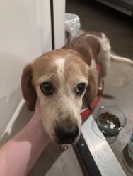 Found/Stray Male Dog last seen Huntingtower Duplex near UT Tyler, Tyler, TX 75799
