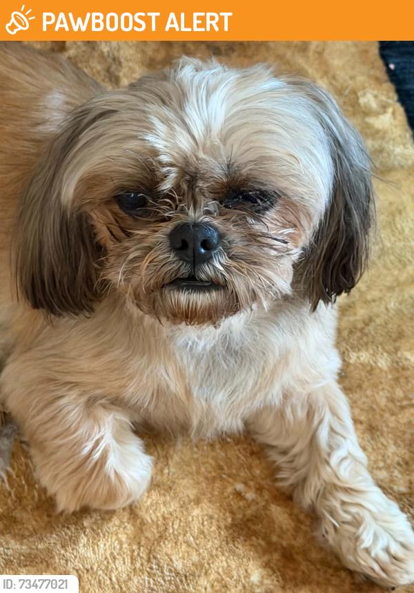 Found/Stray Male Dog last seen 5mile and telegraph, Redford Township, MI 48239