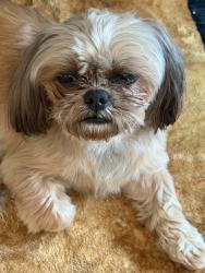 Found/Stray Male Dog last seen 5mile and telegraph, Redford Township, MI 48239
