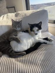 Lost Female Cat last seen S Michigan and Cullerton Ave, Chicago, IL 60616