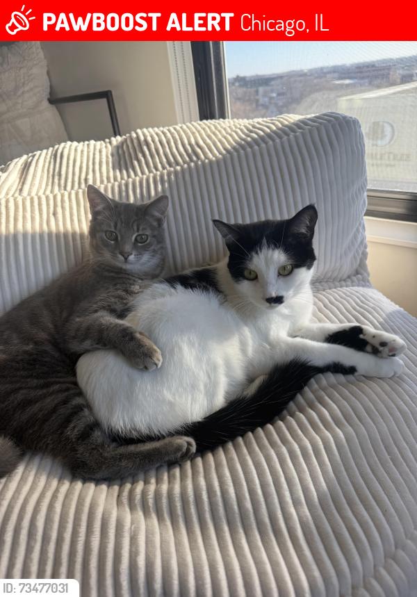 Lost Female Cat last seen S Michigan and Cullerton Ave, Chicago, IL 60616