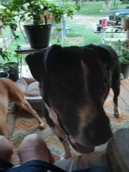 Lost Male Dog last seen Near county road 107 in Manheim Texas, Manheim, TX 78948