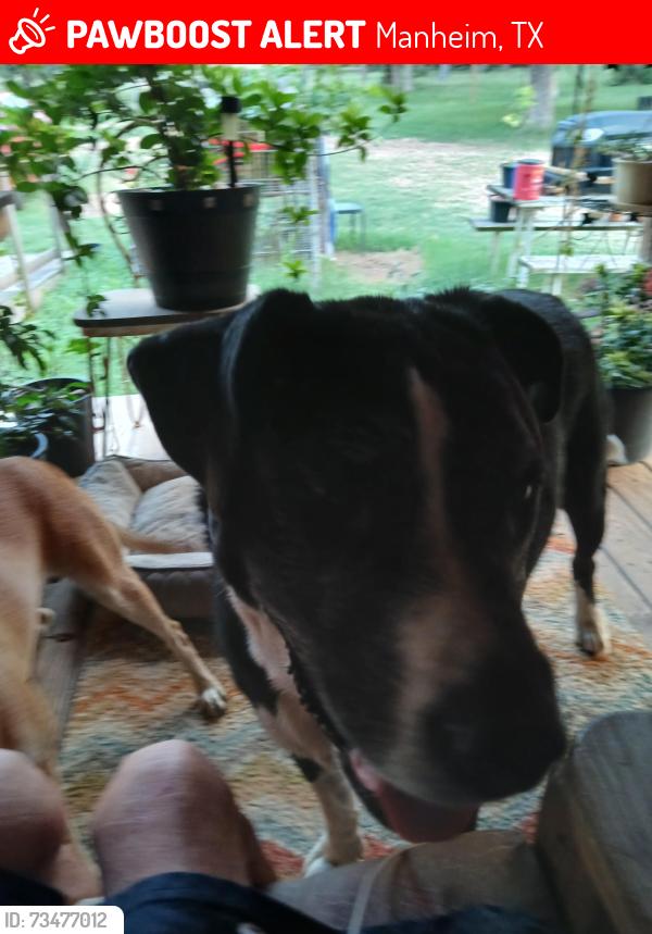 Lost Male Dog last seen Near county road 107 in Manheim Texas, Manheim, TX 78948