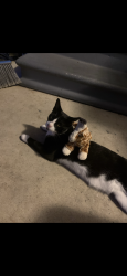 Lost Male Cat last seen mc arthur rd, Fayetteville, NC 28311